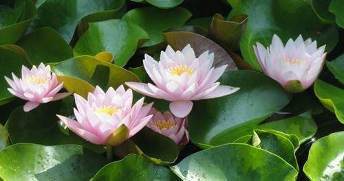 Lotus Çiçeği Nedir? Lotus Bitkisi’nin Özellikleri ve Kullanım Alanları Nelerdir?