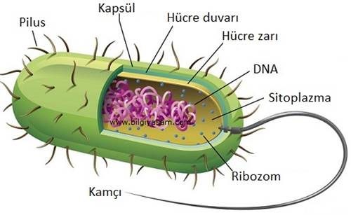 Prokaryot Hücre Nedir? Prokaryot Hücre Kısımları Nelerdir? Prokaryot Hücre Özellikleri Nelerdir?
