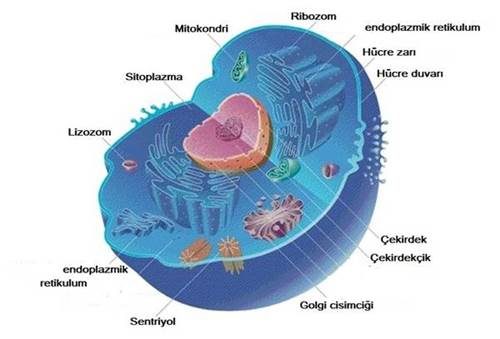 Ökaryot Hücre Nedir? Ökaryot Hücre Kısımları Nelerdir?