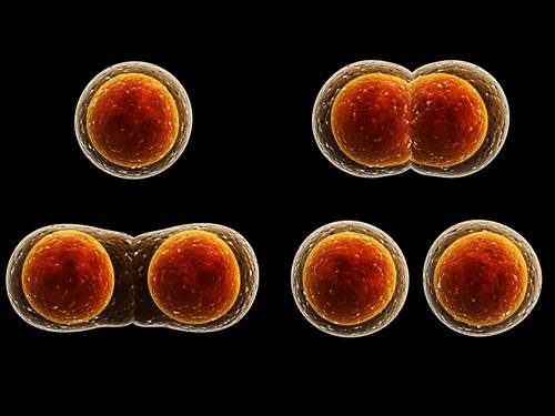 Canlılarda Hücre Bölünmesinin Nedenleri ve Gerekliliği Nelerdir?